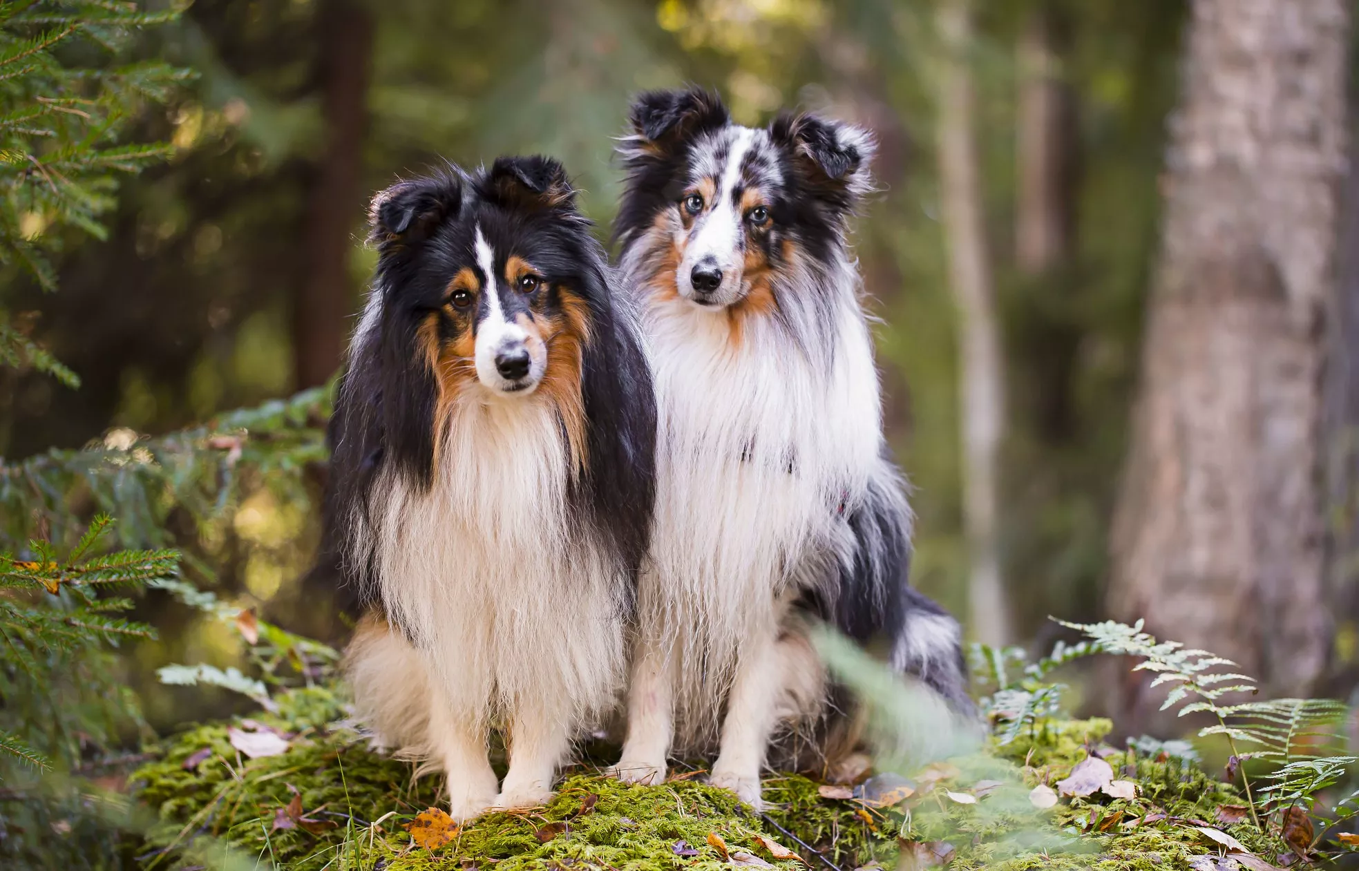 Två Shetland Sheepdog sitter på en mosstäckt stubbe i skogen