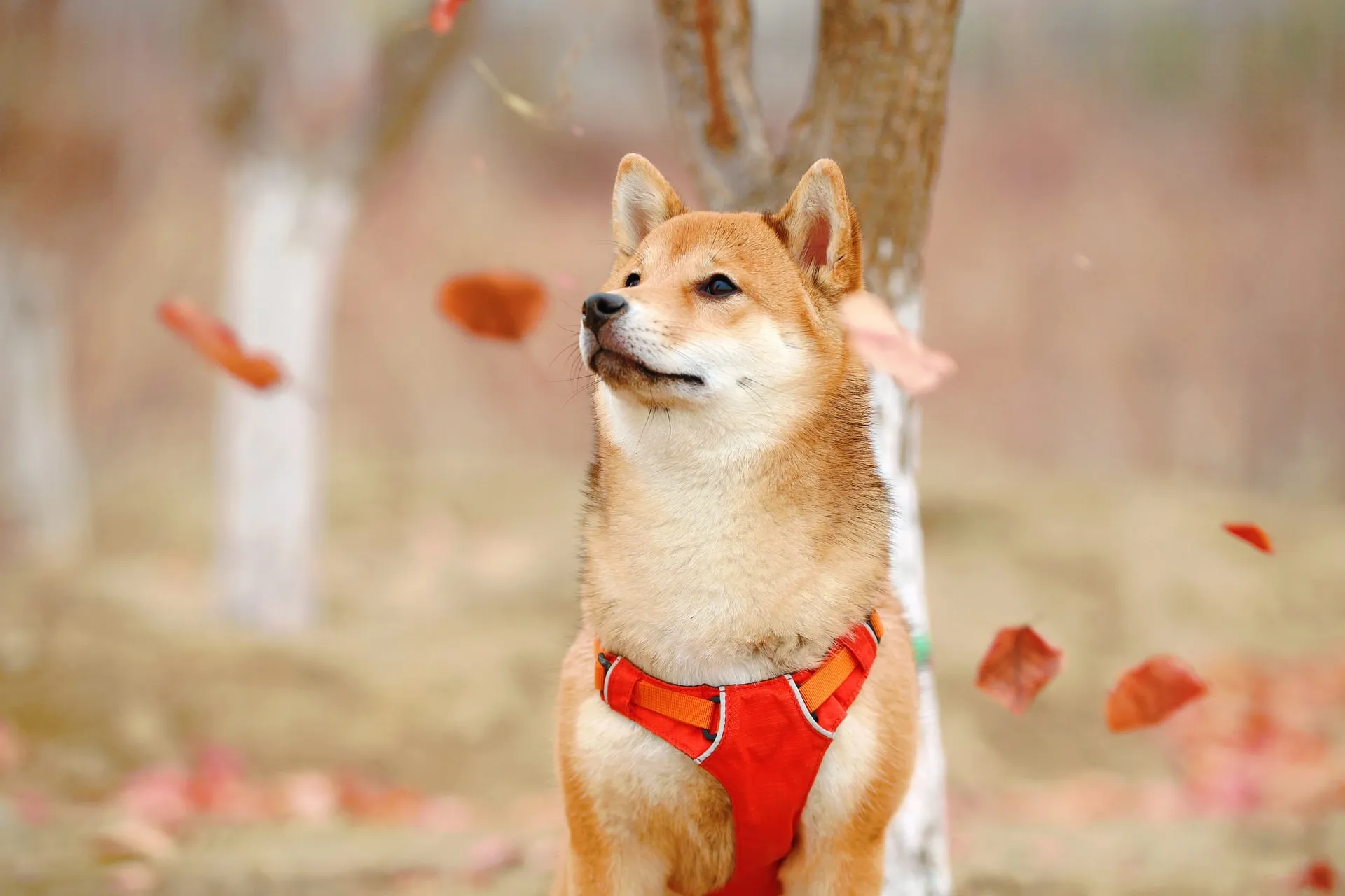 En röd Shiba Inu ute i höstvädret