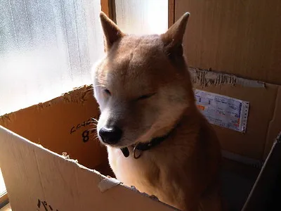 Shiba i kartong