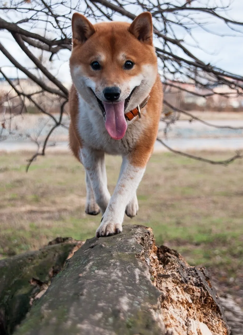 Shiba inu klättrar på en stock