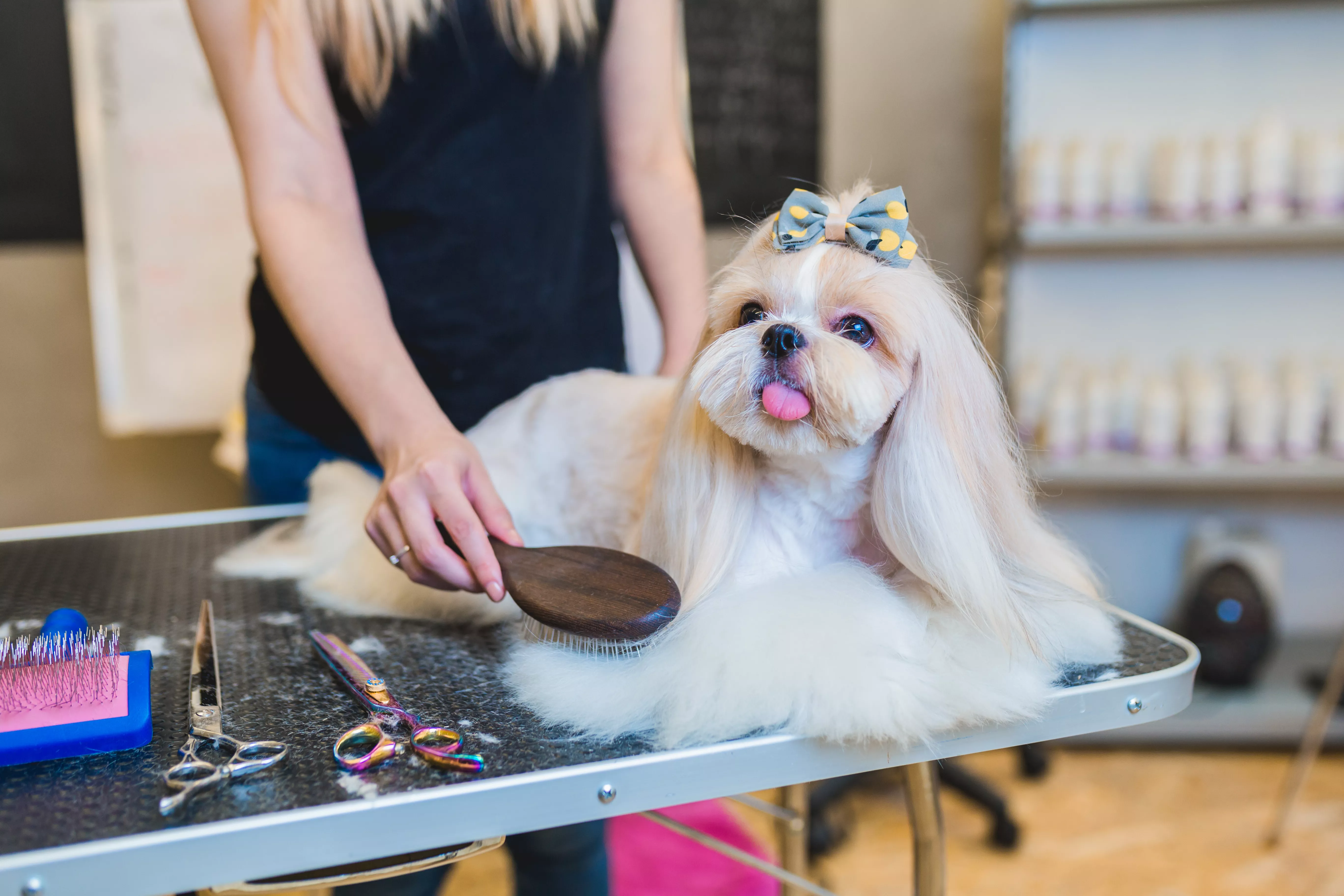 En vit och guldfärgad Shih Tzu blir borstad på hundsalongen