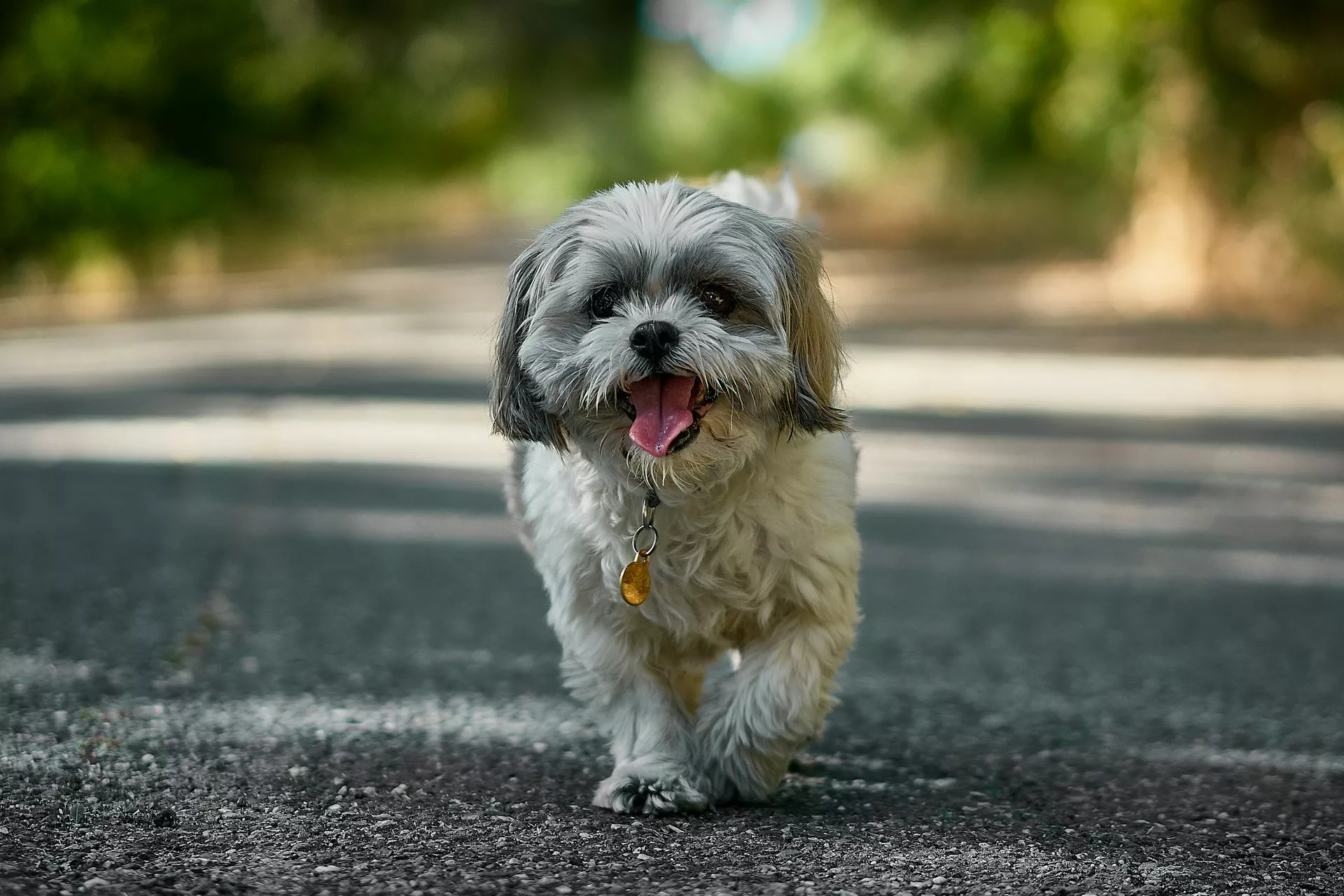 En vit och leverbrun Shih Tzu går mot kameran