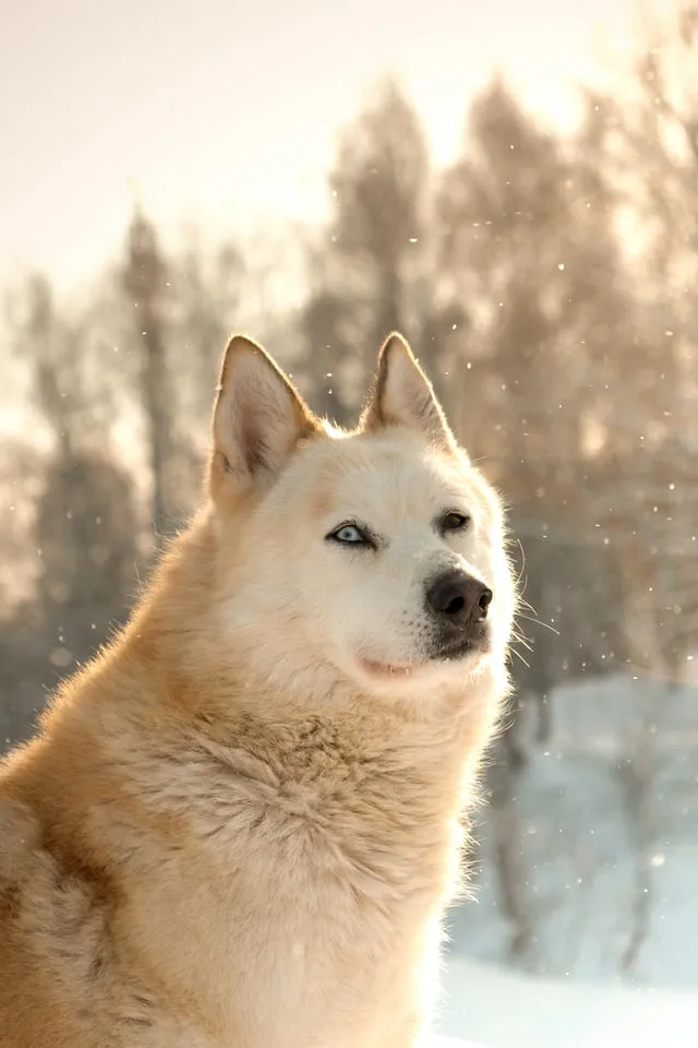 Vit Siberian Husky med ett blått och ett brunt öga