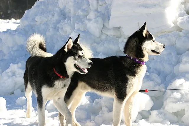 Två unga Siberian Husky väntar på att få dra släde