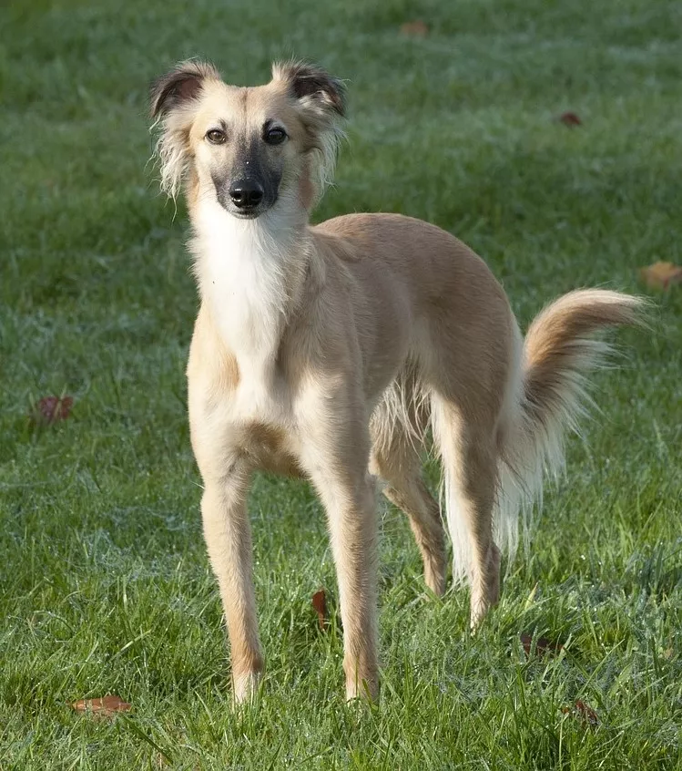 En långhårig Whippet, även kallad för Silken Windsprite