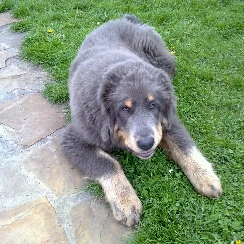 Silverfärgad tibetansk mastiff-valp som ligger på en gräsmatta och tittar in i kameran