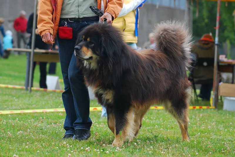 En nyborstad trefärgad tibetansk mastiff visar upp sig på en hundutställning