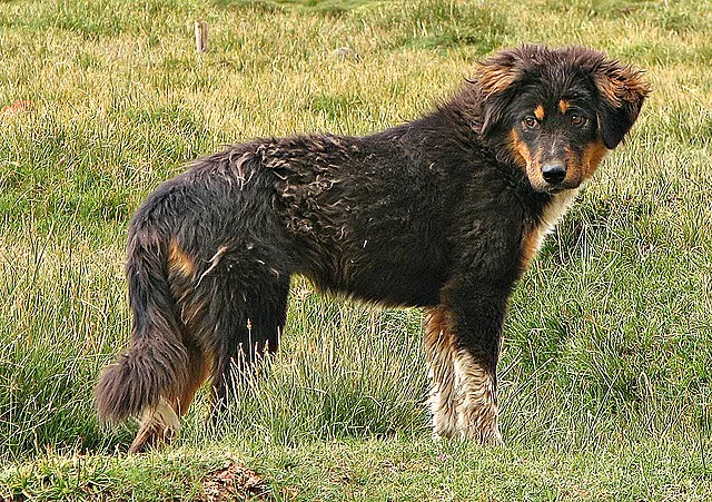 En trefärgad tibetansk mastiff-valp i profil på en åker