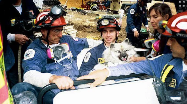 Terapihunden Tivka sitter i knä på en av räddningsarbetarna efter terrorattentatet 11:e september