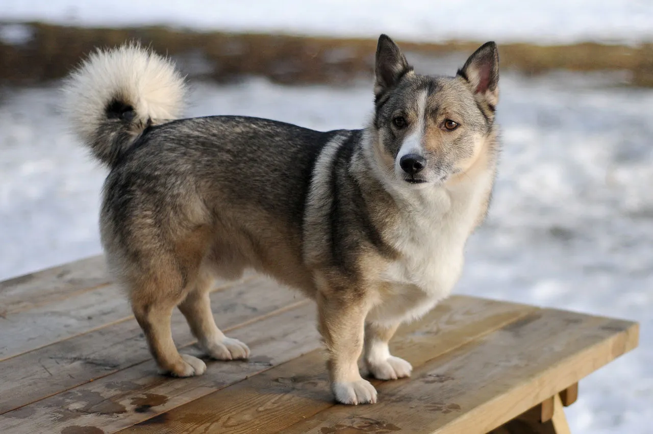 Grå Västgötaspets med vita tecken