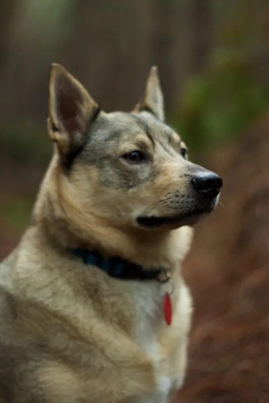 Gul Västgötaspets i skogen