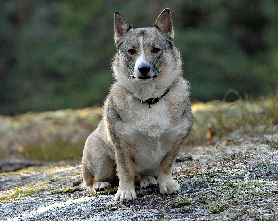 En överviktig grå Västgötaspets