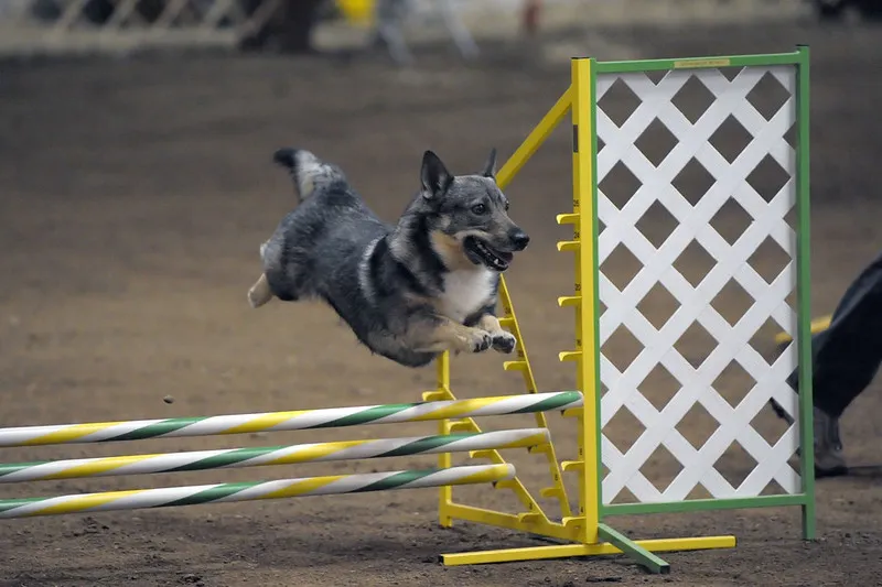 Mörkgrå Västgötaspets som tävlar i agility