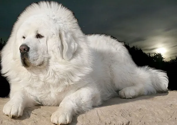 Helvit Tibetansk Mastiff, också kallat för snölejon