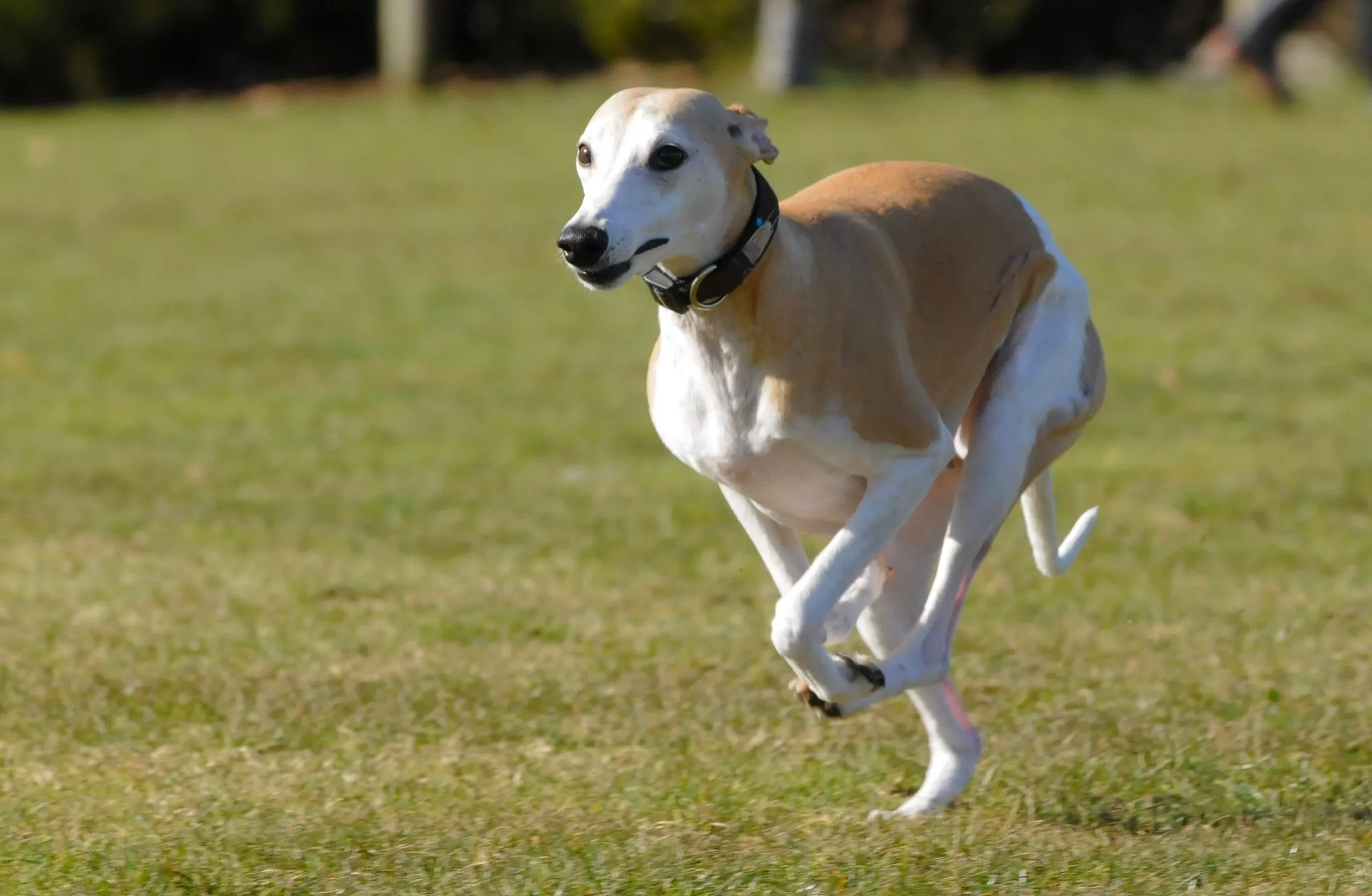 En sandgul Whippet springer på kapplöpningsbanan