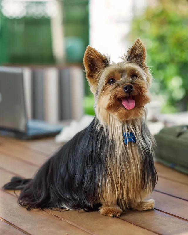 Porträtt av en långhårig Yorkshireterrier