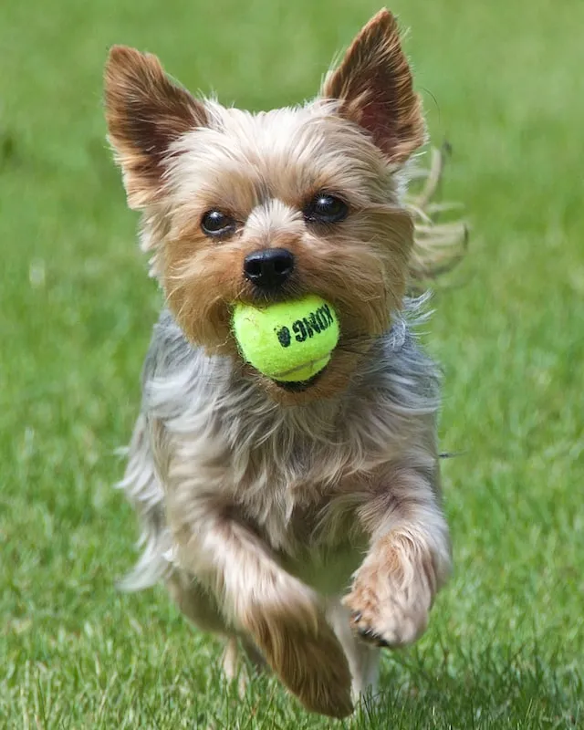En kortklippt Yorkshireterriervalp springer mot kameran med en tennisboll i munnen