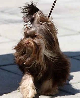 Långhårig Yorkshireterrier med brun päls