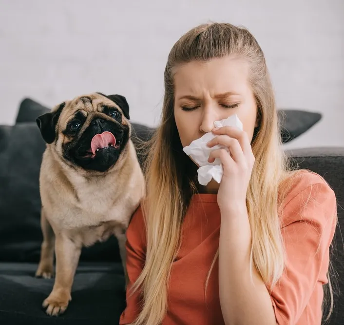 En ung blond kvinna med allergi snyter sig bredvid en mops