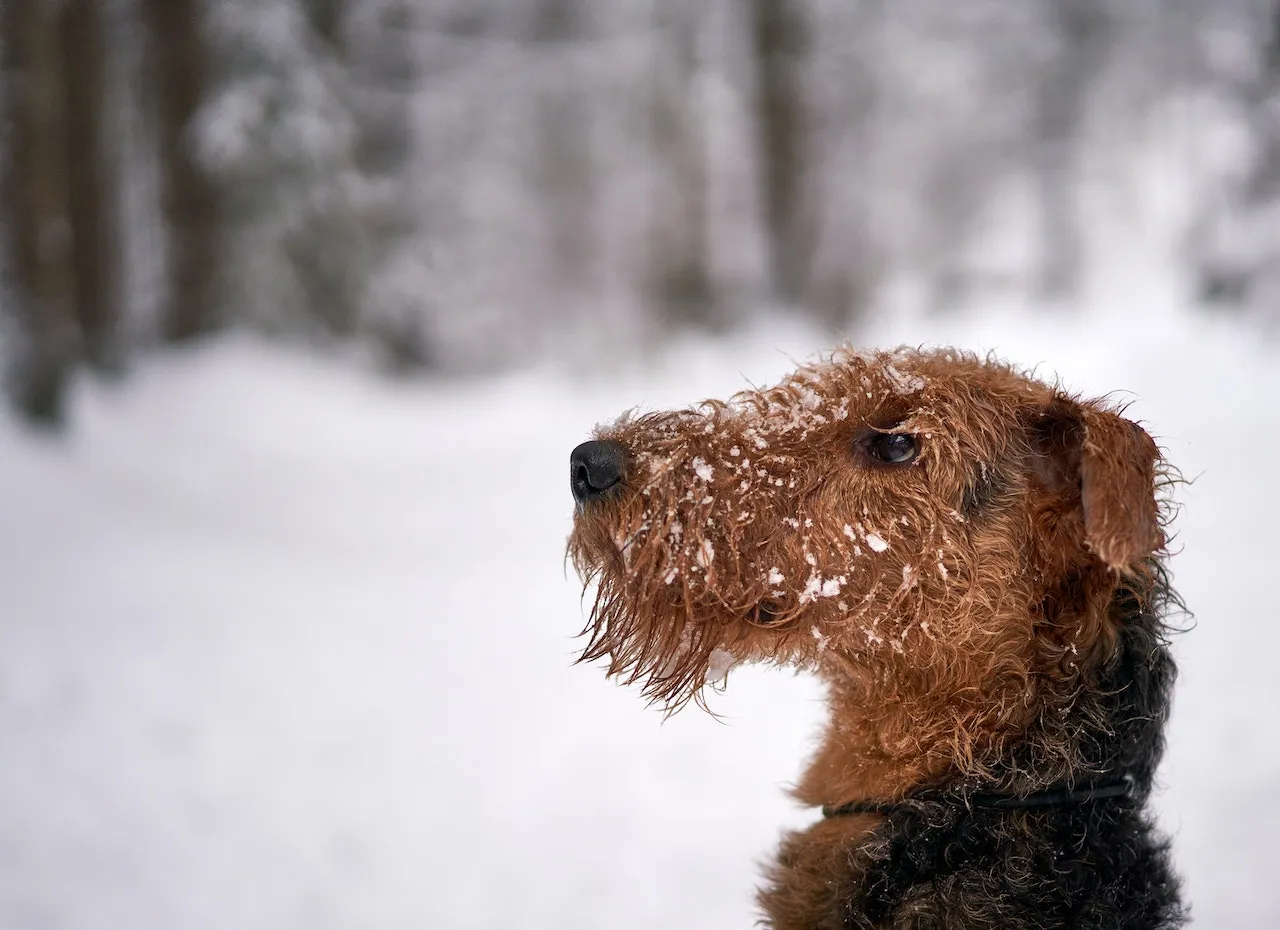 En Airedale terriers huvud i profil med snö i bakgrunden